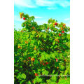 IQF Freezing Organic Raspberry Hr-16090902